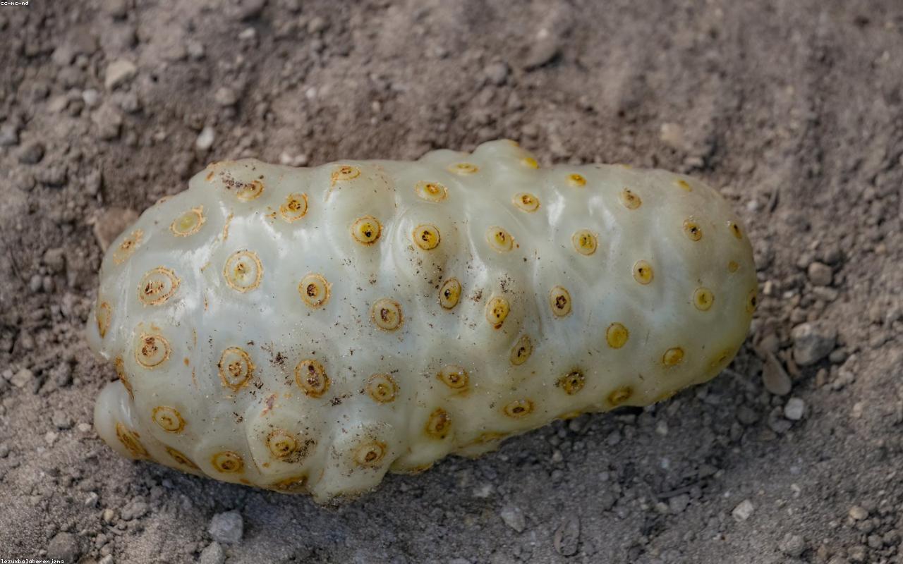 Hotel Praia Forte Resort